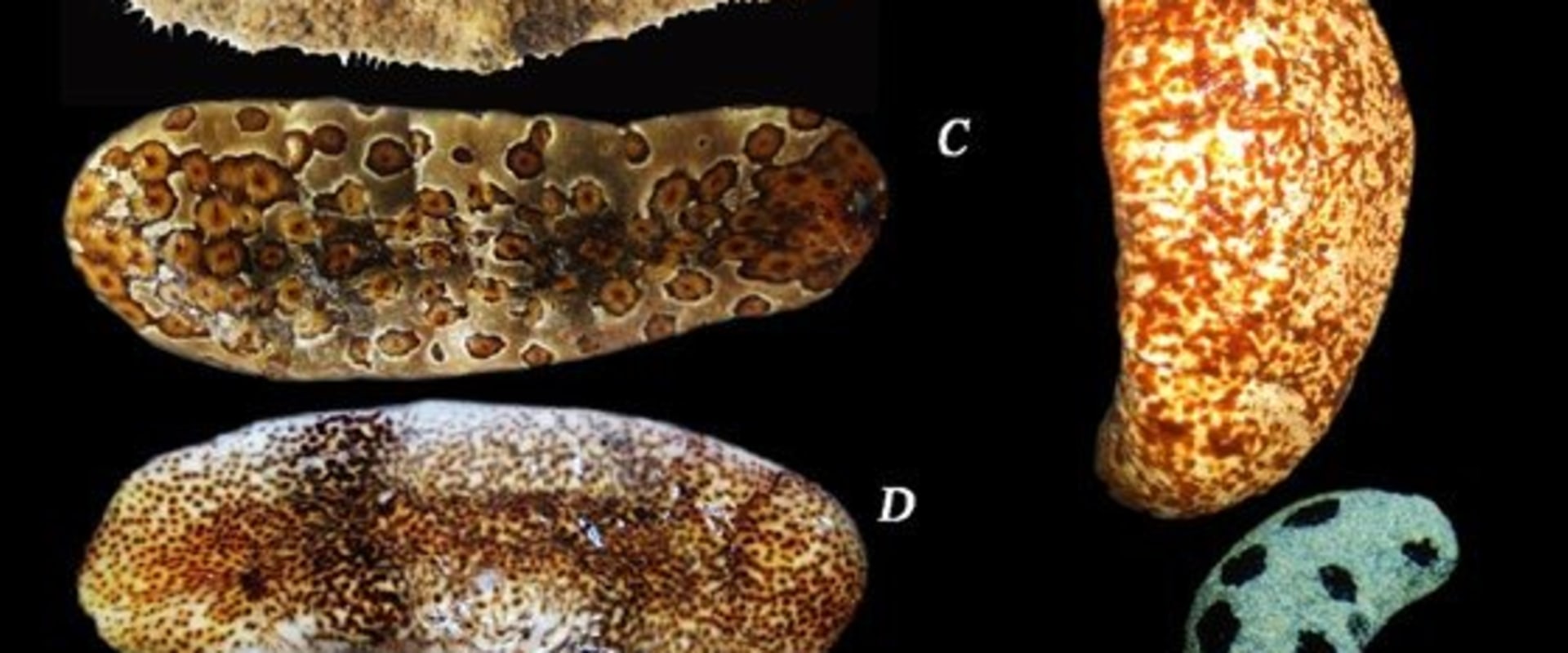 5 Tips for Choosing the Best Dried Sea Cucumber Consider Quality