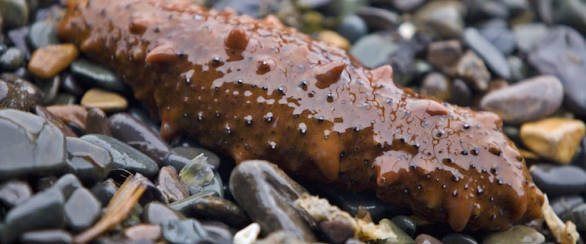 The Benefits of Processing Sea Cucumbers