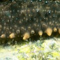 Are Sea Cucumbers Safe to Touch?