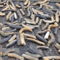 The Health Benefits of Eating Sea Cucumbers