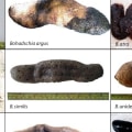 The Poaching of Sea Cucumbers: How Organised Crime is Exploiting a Valued Marine Species