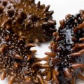 The Health Benefits of Eating Dried Sea Cucumber