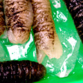 Processing Sea Cucumber: A Comprehensive Guide