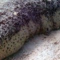 How Long Can Sea Cucumbers Live For?