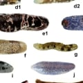 The Health Benefits and Risks of Eating Sea Cucumber