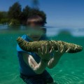 Best Sea Cucumber Capsules and suppliments in Singapore