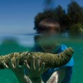 The Health Benefits of Eating Sea Cucumber
