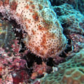 How Long Can Sea Cucumbers Grow?