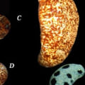 5 Tips for Choosing the Best Dried Sea Cucumber: Consider Quality, Price, Rehydration, and Cleaning
