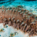 Discover the Culinary and Health Wonders of Sea Cucumbers