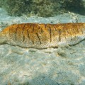 Do Sea Cucumbers Clean the Ocean? An Expert's Perspective