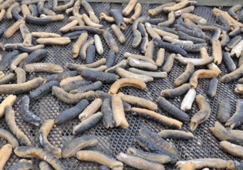 The Health Benefits of Eating Sea Cucumbers
