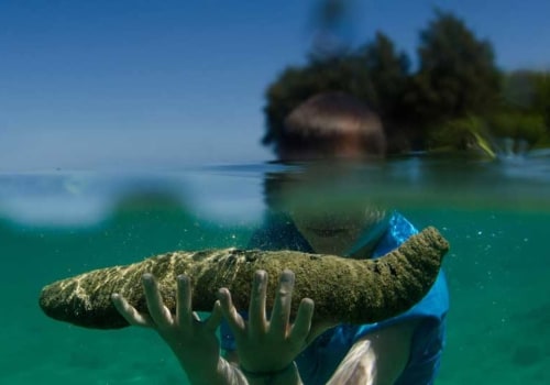 The Health Benefits of Sea Cucumber: A Comprehensive Review