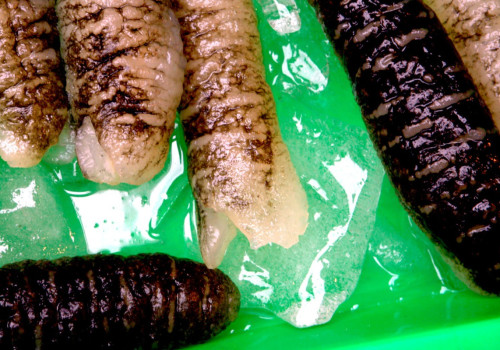 Processing Sea Cucumber: A Comprehensive Guide