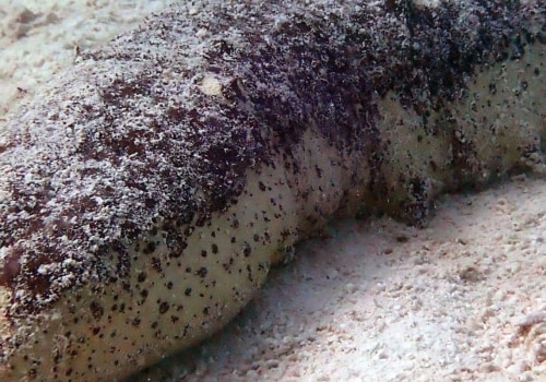 How Long Can Sea Cucumbers Live For?