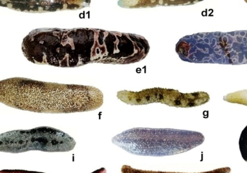 The Health Benefits and Risks of Eating Sea Cucumber