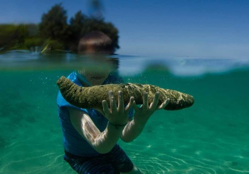 Best Sea Cucumber Capsules and suppliments in Singapore