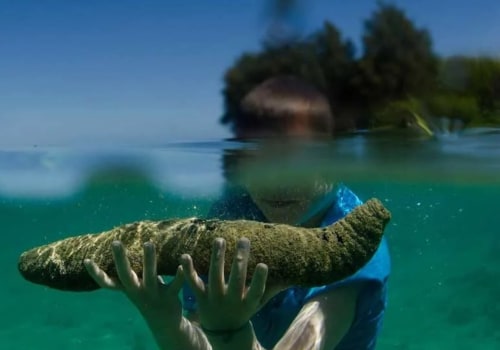 The Health Benefits of Eating Sea Cucumber