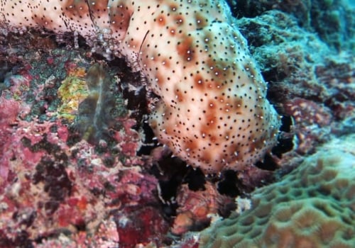 How Long Can Sea Cucumbers Grow?