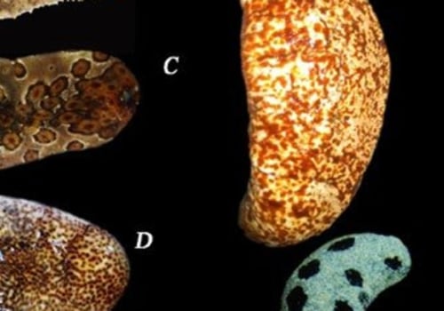 5 Tips for Choosing the Best Dried Sea Cucumber: Consider Quality, Price, Rehydration, and Cleaning