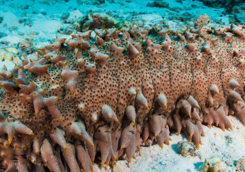 The Benefits of Sea Cucumber: A Comprehensive Guide