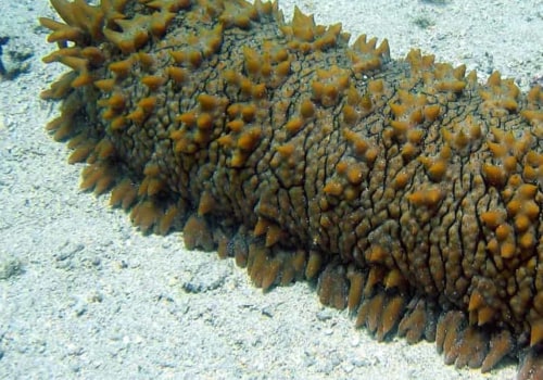 What Would Happen if Sea Cucumbers Disappeared?