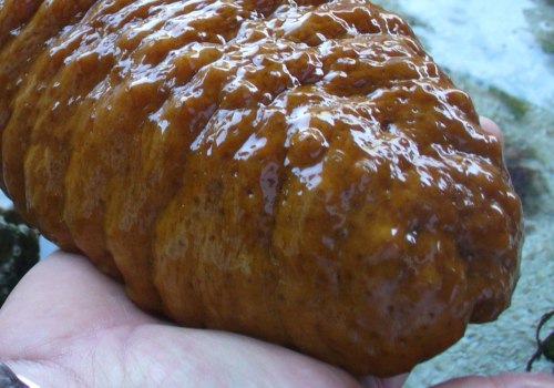 Is it Okay to Pick Up a Sea Cucumber?